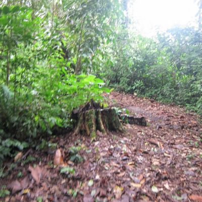 Deforestación en el entorno forestal de las comunidades kichwas, Aguarico, provincia de Orellana, Ecuador.