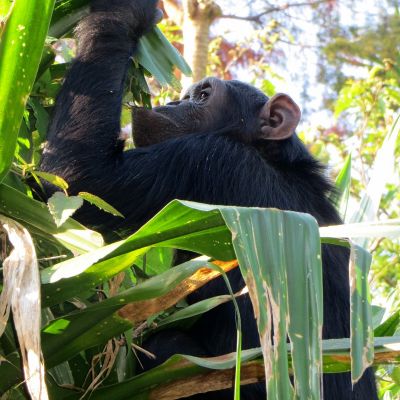 Chimpancés en el Centro de Rehabilitación de Primates de Lwiro, R.D. del Congo