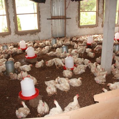  Granja avícola gestionada por las mujeres Kebemer