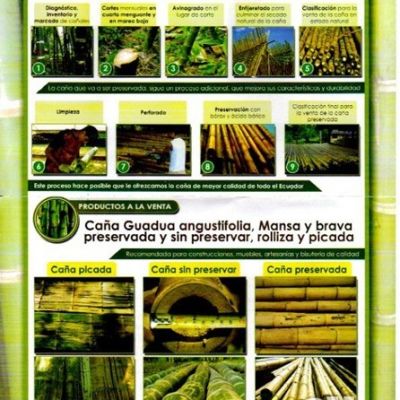 Catálogo de caña de bambú guadua de Santa Elena, Ecuador.