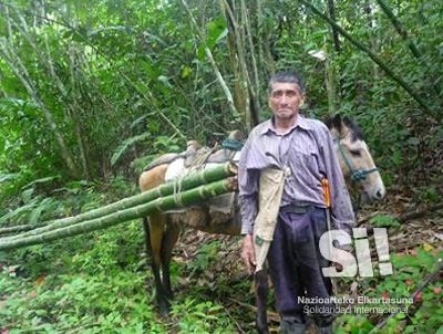 Transporte de la caña guadua en Santa Elena, Ecuador.