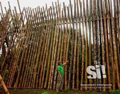 Secado al sol de las cañas de bambú guadua en Santa Elena, Ecuador.