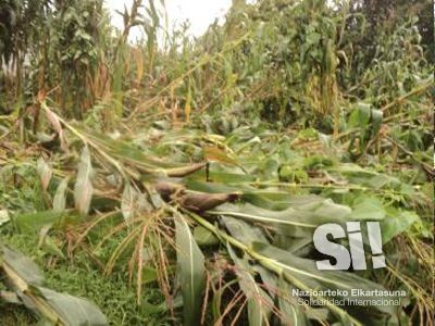 Cultivos de maiz destrozados por la tormenta.