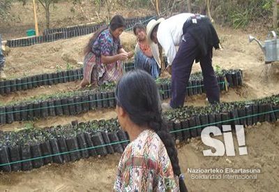 Mujeres preparando plantones de pinos para reforestar.