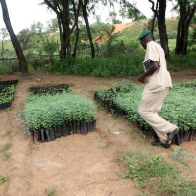 Vivero en Loumpoul para la plantación de plantones que luego servirán para la reforestación y fijación de dunas. Kebemer, Senegal.