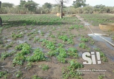 Instalación de kits de riego por goteo en perímetros de huertas de Loumpoul, Kebemer, Senegal.