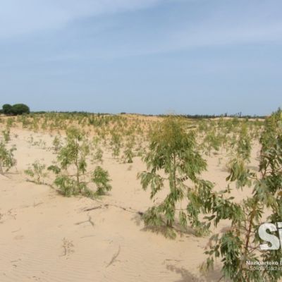 TReforestación. Kebemer, Senegal.