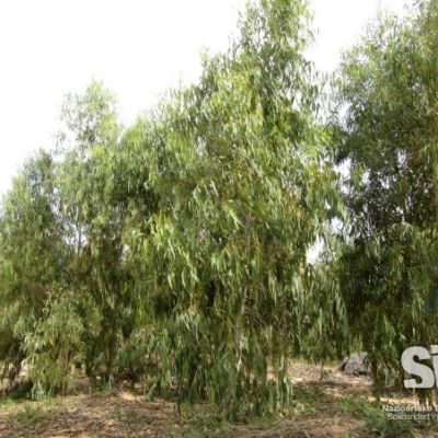 Reforestación. Kebemer, Senegal.