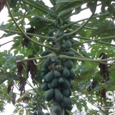 Plantación de frutales. Kebemer, Senegal.