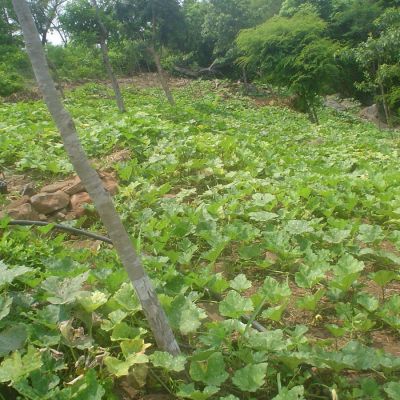 Cultivos de hortalizas, Departamento de Chinandega.