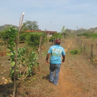 Construcción de Barreras Vivas, Departamento de Chinandega.