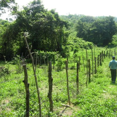 Construcción de Barreras Vivas, Departamento de Chinandega.