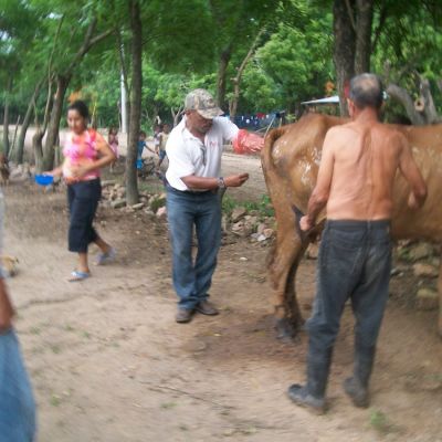 Inseminación dentro del Plan Preventivo de Enfermedades.