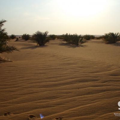 Avance de la arena cubriendo tierras productivas antes accesibles para el cultivo.