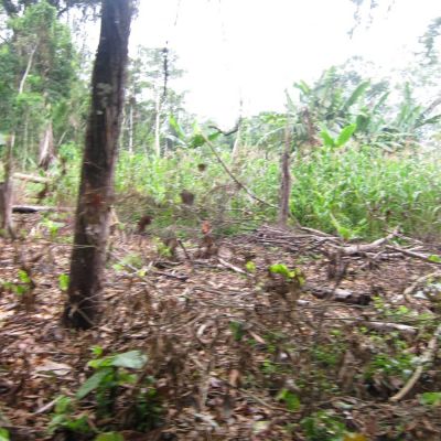 Deforestación en el entorno forestal de las comunidades kichwas, Aguarico, provincia de Orellana, Ecuador.