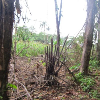 Deforestación en el entorno forestal de las comunidades kichwas, Aguarico, provincia de Orellana, Ecuador.