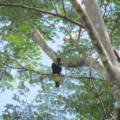 Flora y Fauna locales, Aguarico, provincia de Orellana, Ecuador.