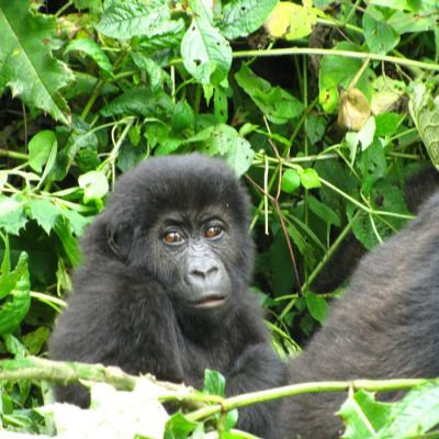 Gorilas en el Parque Nacional de Kahuzi-Biega, Lwiro, R.D. del Congo.