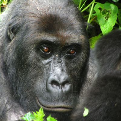 Gorilas en el Parque Nacional de Kahuzi-Biega, Lwiro, R.D. del Congo.