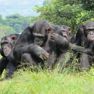 Chimpancés en el Centro de Rehabilitación de Primates de Lwiro, R.D. del Congo.