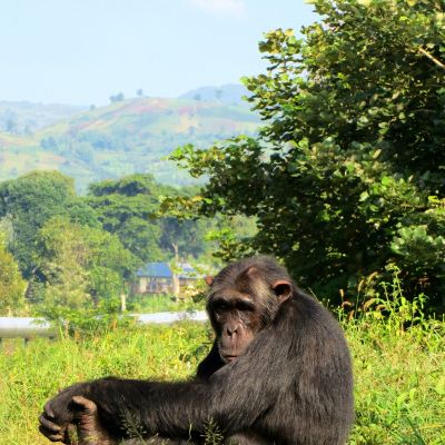 Chimpancés en el Centro de Rehabilitación de Primates de Lwiro, R.D. del Congo.